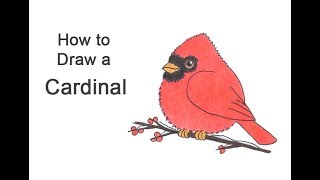 How to Draw a Cardinal Bird (Cartoon)