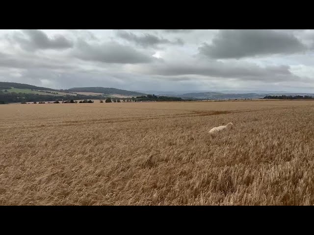 Buzzington enjoying the wheat before the harvest 15th August 2025