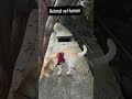 Animal vs Human 😢 | Broken Glass on Streets | Save Animals