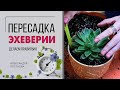 Пересадка эхеверии | Как пересадить эхеверию без травм