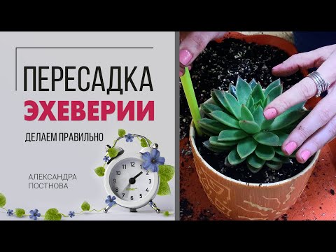 Видео: Выращивание Allegra Echeveria: информация о суккулентах Echeveria ‘Allegra’