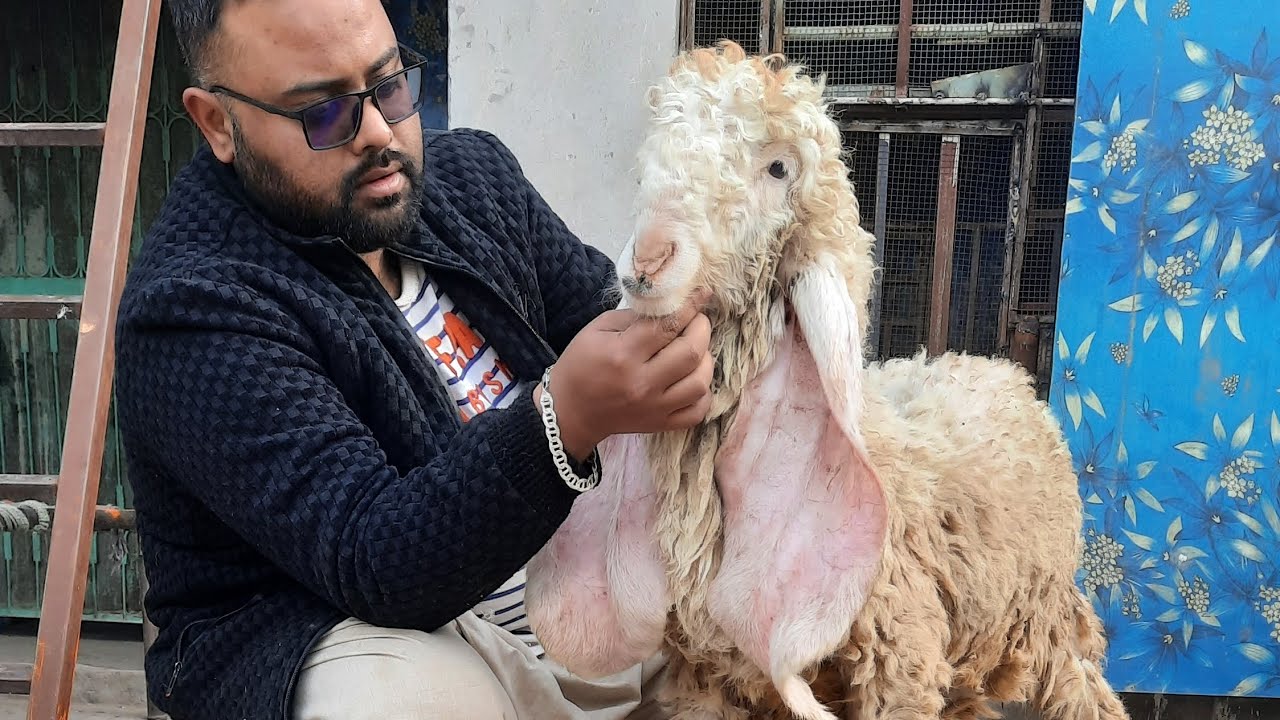 Pure Kajla Breed| Pure Beetal Bakr| Makhi Chine Bakre| Sargodah Breed| Qurbani k Janwer|Lahor Mandi|