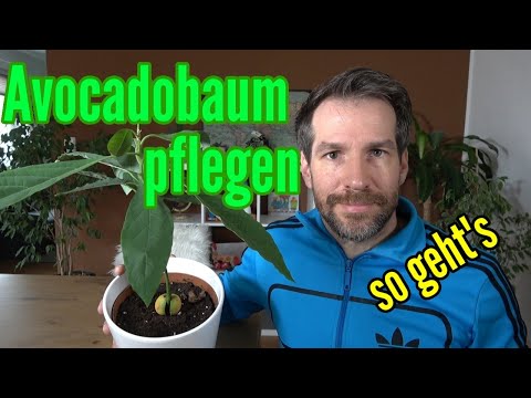 Video: Wann Avocadobaum verpflanzen?