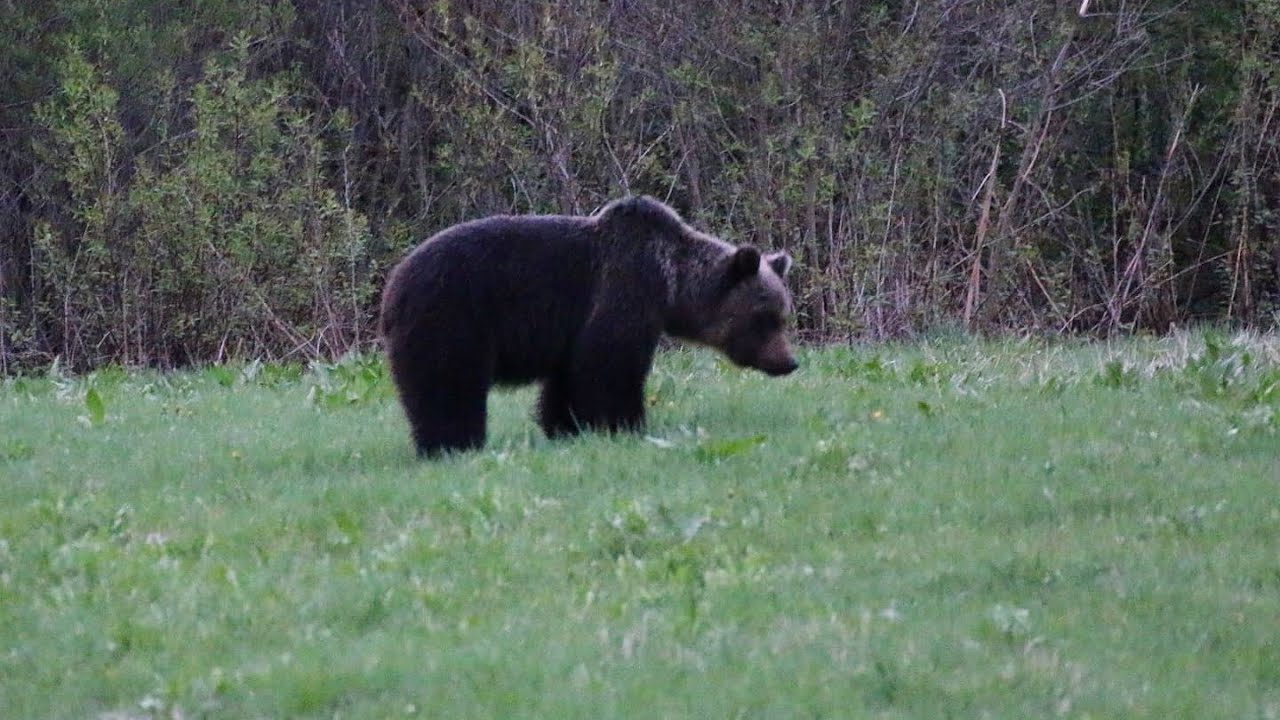 splnil som sen, Nikča videla medvede naživo