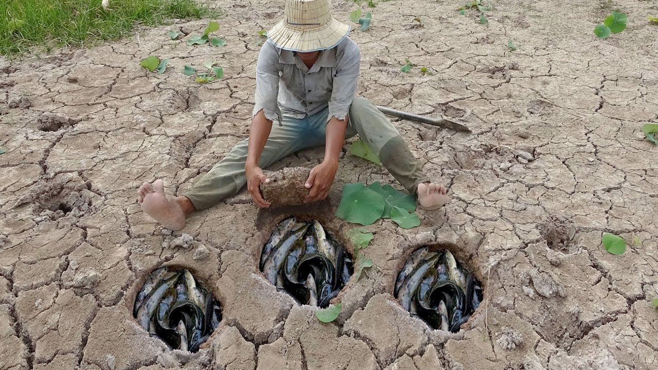 Amazing dry season find catfish in underground hole YouTube