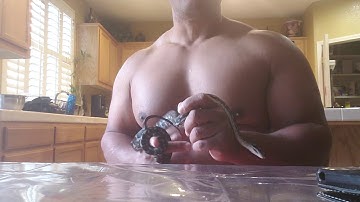 Axanthic carpet python.