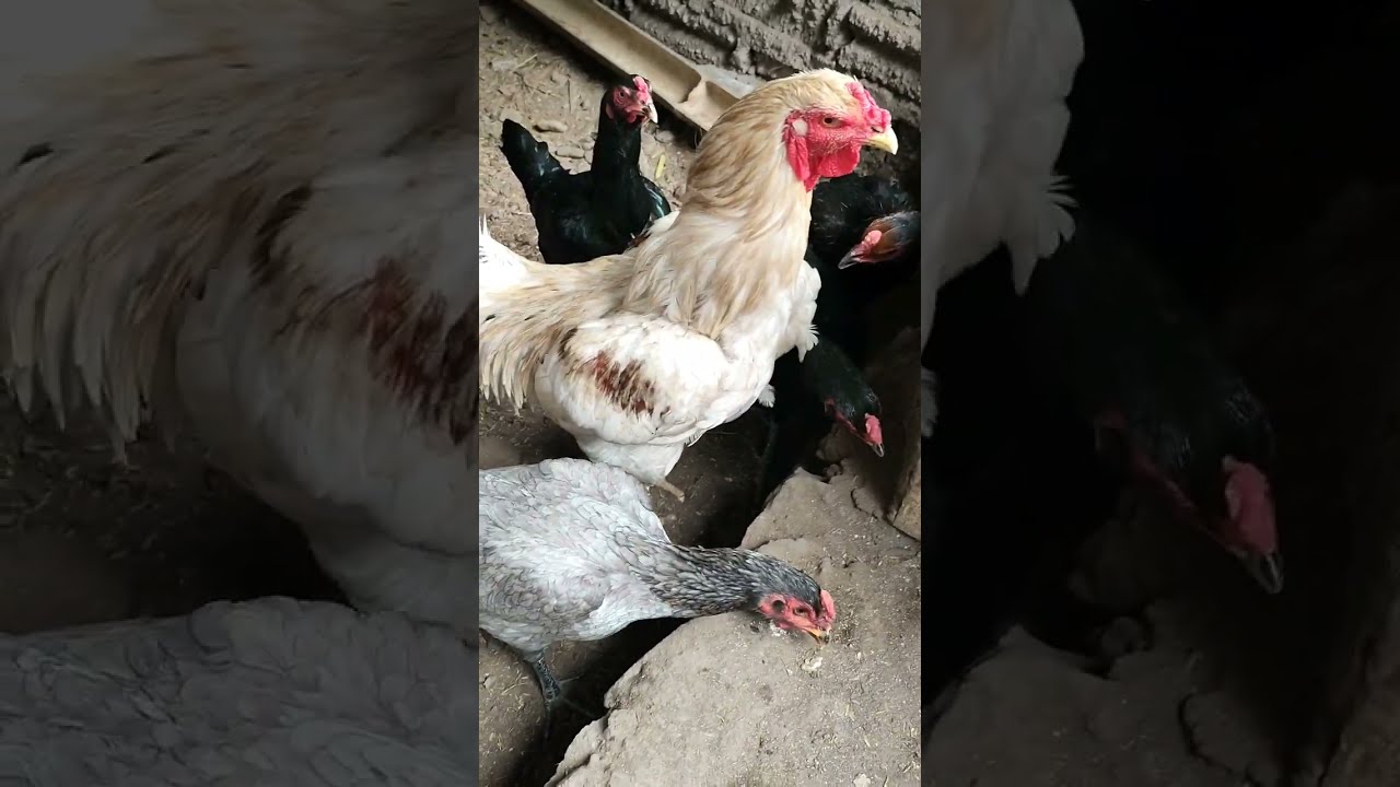 f1 Broiler hasil persilangan broiler