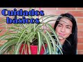 Planta de interior/ CINTA - MALA MADRE - ARAÑA: Todo lo que debes saber 👩🏽‍🌾 | Jardines By Angie