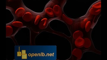 Preliminary simulation of resolved deformable red blood cells in a retina vascular network in OpenLB