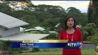 Albizia trees, beautiful but destructive