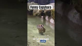 Cute capybara😚 #short