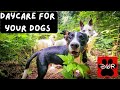 Daycare for Your Dog 24/7 &mdash; Doggy Woods Retreat Live DogTV Season 1