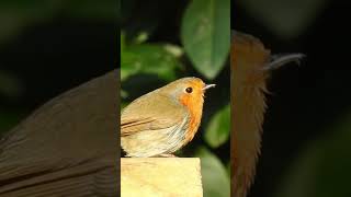 Robin slow Motion, #shorts  #nikonp900 #gardenbirds #wildlife
