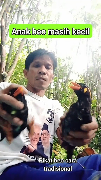 pikat beo#birds #animals #wildlife #burung #kicaumania #sulingsakti