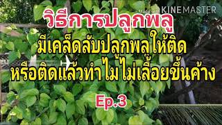 วิธี​การปลูก​พลู//มีเคล็ดลับในการปลูก​ให้ติด​ Ep.3