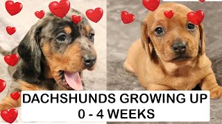 Dachshund Puppies growing up / Day 2 to 4 weeks in pictures