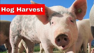 On Farm Hog Harvest. How to Butcher a Live Pig.