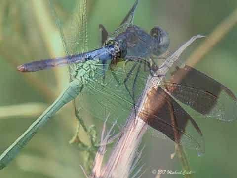 camera iphone 8 plus apk A group of photos of dragonflies I took in Clearwater, Fl.