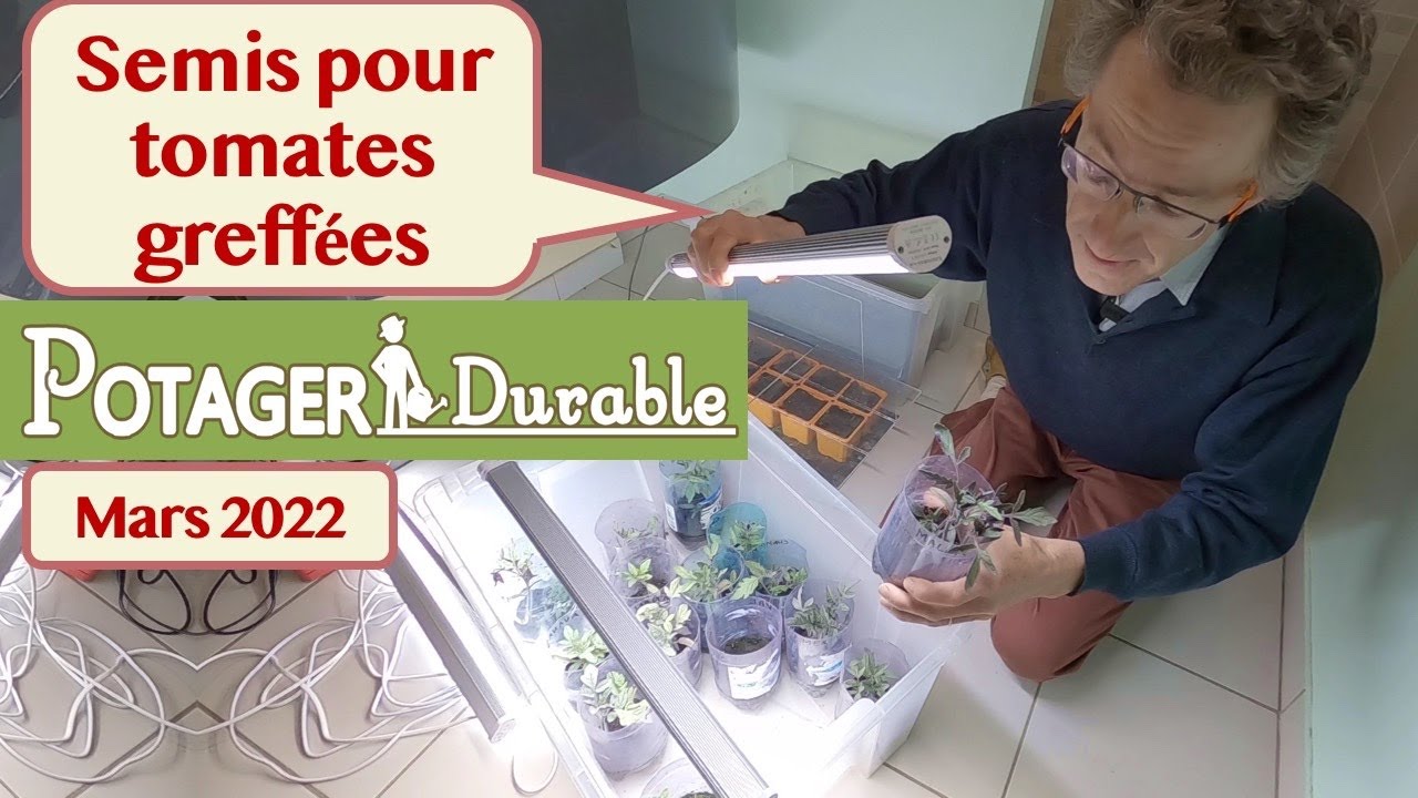 Semis pour tomates greffées