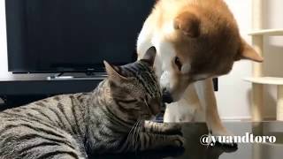 FUNNY DOG and CAT Videos Cats vs Dogs Compilation #17 by Dog - Puppies, Terrier, Poodle, Rottweiler, Pug 10 views 5 years ago 7 minutes, 4 seconds