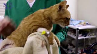 a poor kitten lost his tail and leg by pet's paradise veterinary clinic 7,141 views 3 years ago 1 minute, 27 seconds