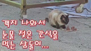 A Siamese doll eating a tearsoaked snack after coming out of the house