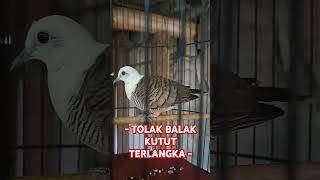 Download Lagu 🔴 Warna Burung Kutut Langka‼️#fyp #viralvideo #reels #shorts  #kututlokal #kututut #kututmanggung MP3