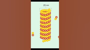Microtubules Structure and Function