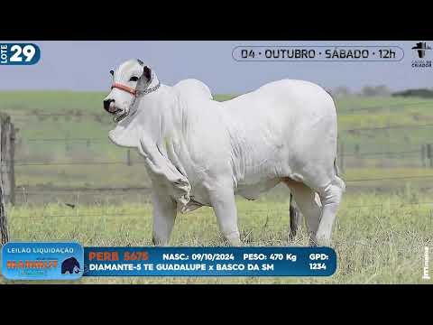 LOTE 29   PERB 5675