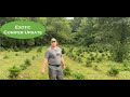 Exotic Conifer Walkthrough: Deer Pressure, Weed Problems &amp; Tree Progress
