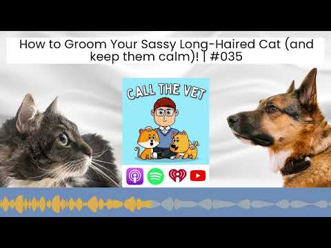 How to Groom Your Sassy Long-Haired Cat (and keep them calm)! | #035