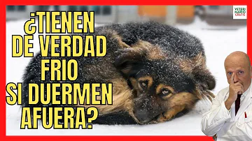 ¿Qué temperatura es demasiado fría para que duerman los perros?