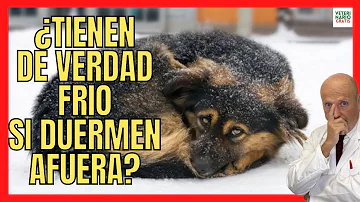 ¿Sienten frío los perros en invierno?