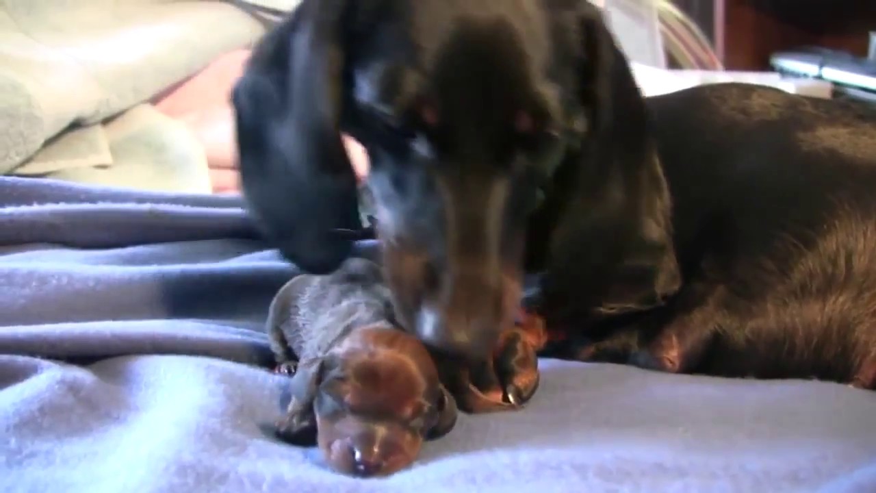 A small mother dog is giving births dog giving birth for first time