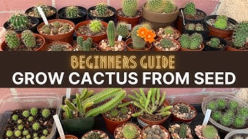 Thumbnail of How to Grow Cactus from Seed (A beginners guide) | #cactuscare #cactus