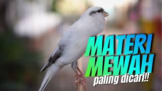 KENARI PANDA MATERI ISTIMEWAH - MASTERAN KENARI ISIAN BLACKTHROAT GACOR PALING DICARI