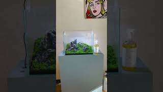 45Cm Iwagumi Monte Carlo & Glosso Aquascape With Microcapaea