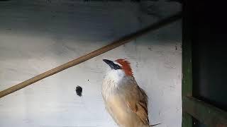 BURUNG MURAH SUARA MEWAH.