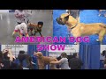 அமெரிக்காவில் Dog Show | நாய்கள் தான் VIP #shorts #dogshow #tamil #houstontamilbro #tamilinusa #dogs