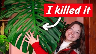 The Full Story of my 11+ year old Monstera Deliciosa Large Form