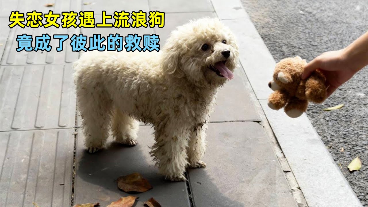 失恋女孩深夜遇到一只流浪狗，竟成了彼此的救赎！太感人了