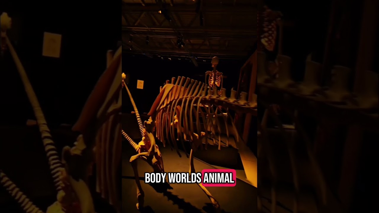 Body Worlds Animal Inside Out en el Museo Laberinto de las Ciencias y las Artes 