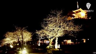 三渓園で夜桜をライトアップ