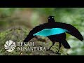 Mukjizat Burung Surga | The Miracles of The Birds of Paradise