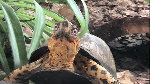 Sparky a Box Turtle- Vlog 10- the escape