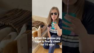 When The Guinea Pig Cage Is Clean For All But 10 Seconds