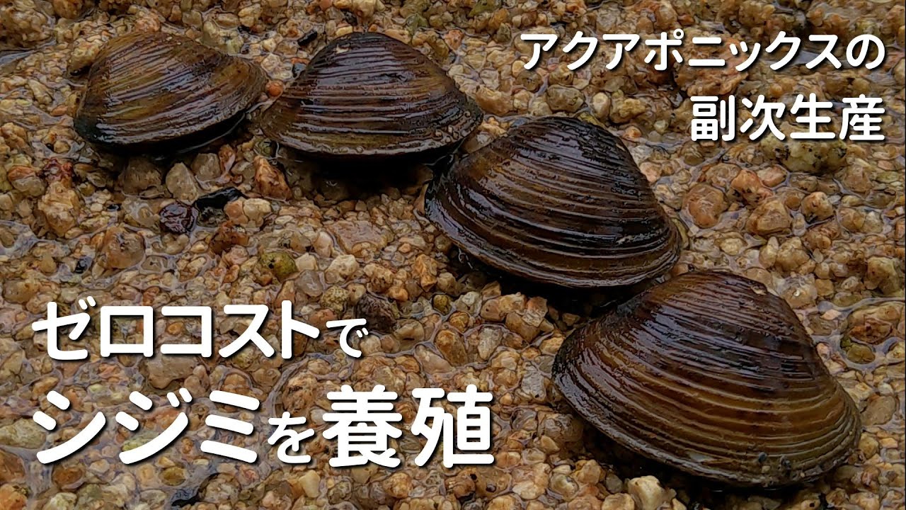 【自作アクアポニックス】シジミのゼロコスト養殖をスタート！【有機水耕栽培／田舎暮らし】