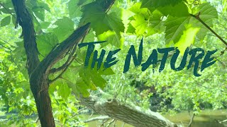 Nature |  A Cinematic Shoot | Dji Om5 Iphone12 | Filming by the Vlogger j by the Vlogger j 76 views 1 year ago 2 minutes, 46 seconds