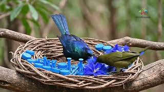 Discover the Most Enchanting Bird Songs for Deep Relaxation 🌿🎶