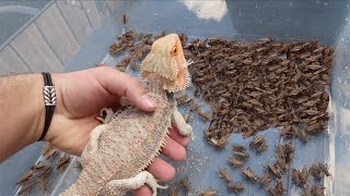 1000 Crickets Vs Bearded Dragon Feeding Frenzy